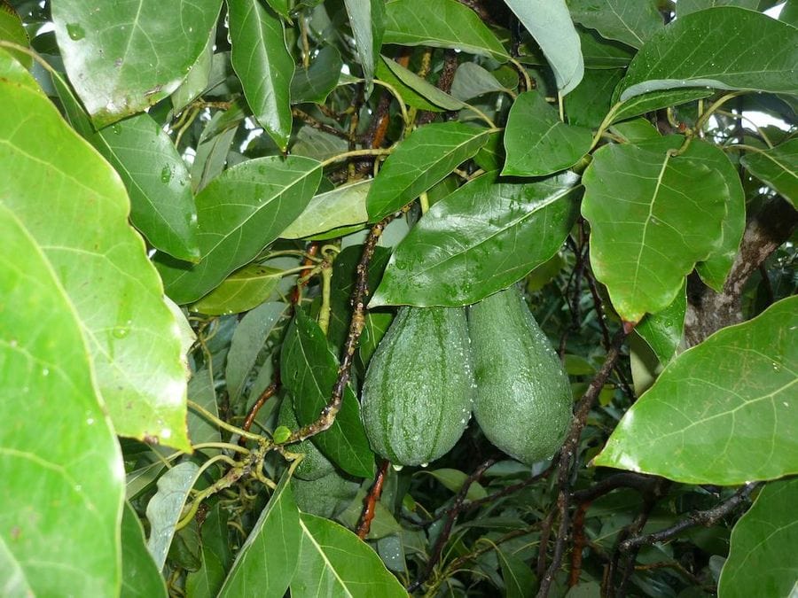 close-up of bunch with unripe pumpkins surrounded by leaves of orange tree at Evonymon garden